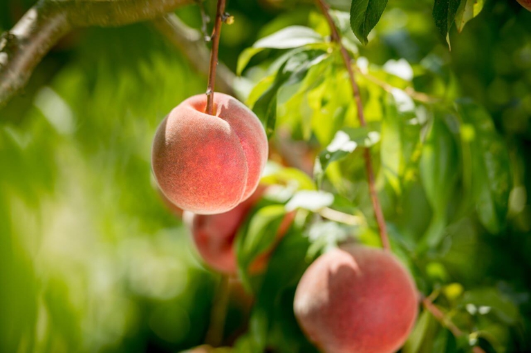 Bennett peaches dangle on a brand in the afternoon light bursting with flavor. 